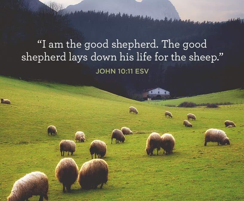 The Cost Incurred by God’s Shepherd to Secure the Sheep